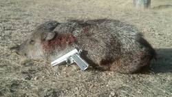 Best Arizona hunting zones await!